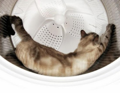 digaleri.com: 99 Foto Kucing Cantik, Imut dan Lucu! foto kucing imut, lucu, cantik