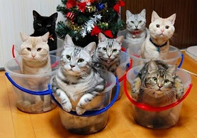 digaleri.com: 99 Foto Kucing Cantik, Imut dan Lucu! foto kucing imut, lucu, cantik
