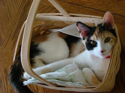 digaleri.com: 99 Foto Kucing Cantik, Imut dan Lucu! foto kucing imut, lucu, cantik