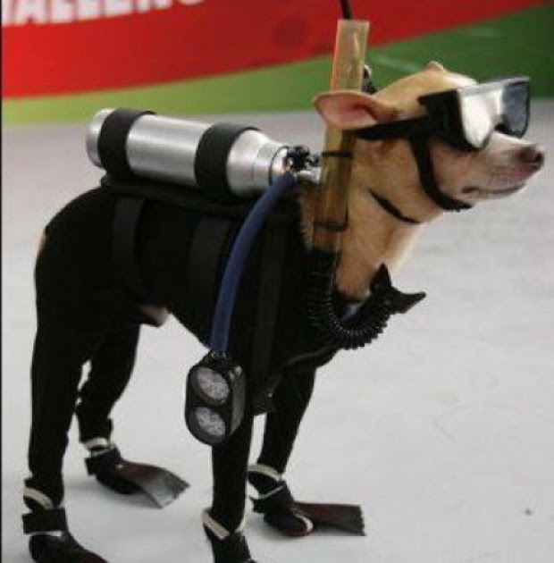 Dogs Dressed Up 53 Pics Curious, Funny Photos / Pictures