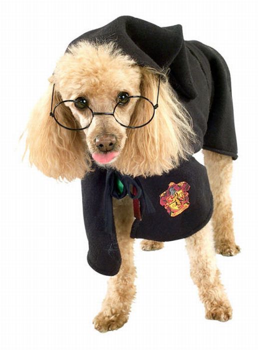 harry potter magical creatures pets harry potter magical creatures pets