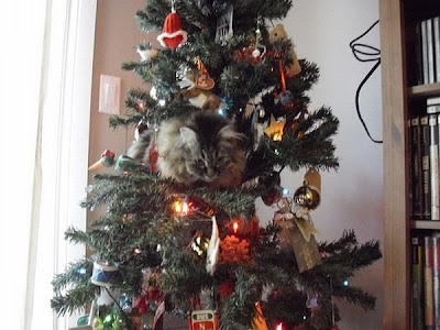 Funny cat and christmas