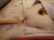 Hazelnut the Guinea Pig