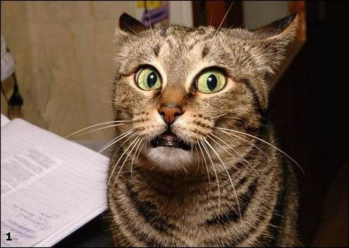 LOL Cats LOL Cats