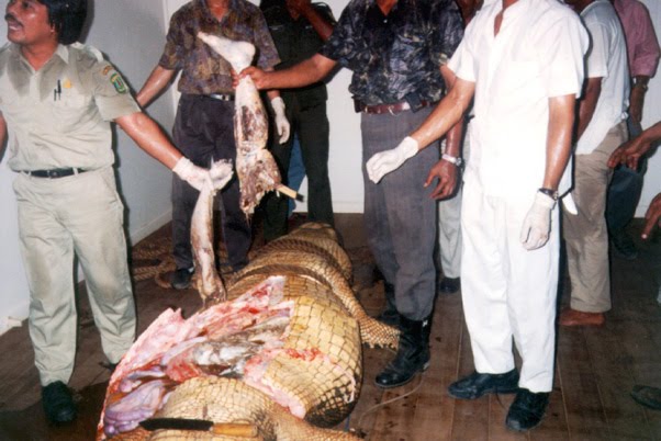 Crocodile Eating Man