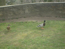 ducks at the park.