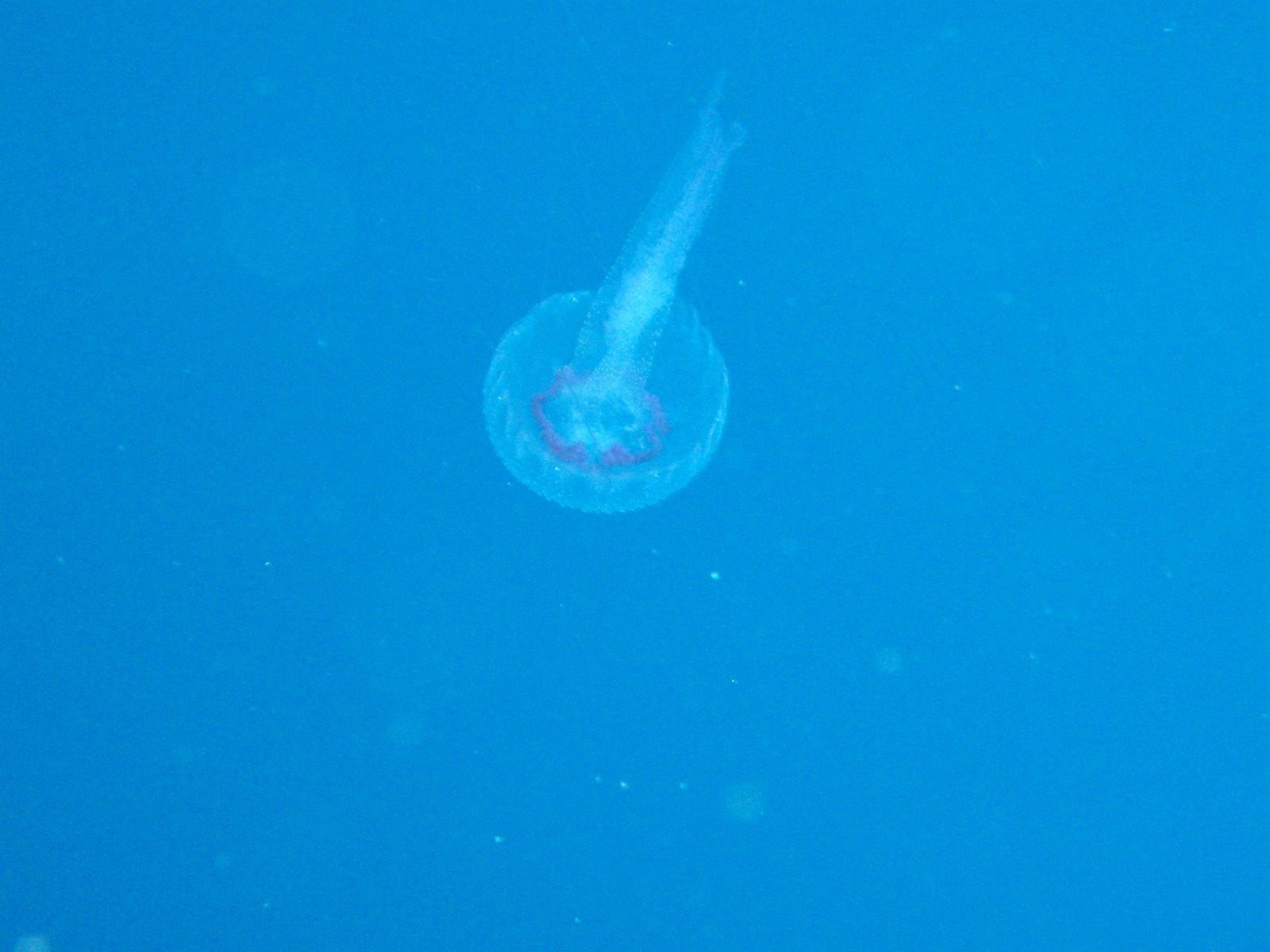 [medusa...JPG]
