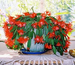 Home � Christmas Cactus Home � Christmas Cactus