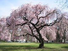 Cherry Blossom Tree