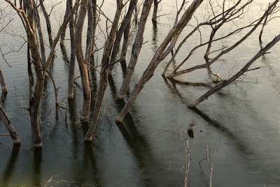 reflection in water