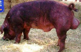 Duroc Jersey