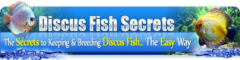 Discus Fish Secrets