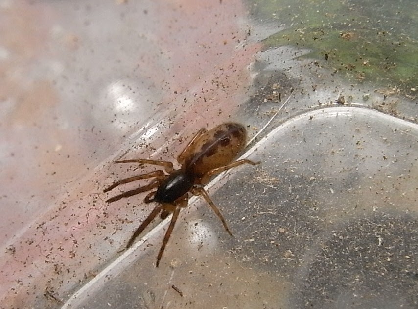 quatre saisons araignées de maisons