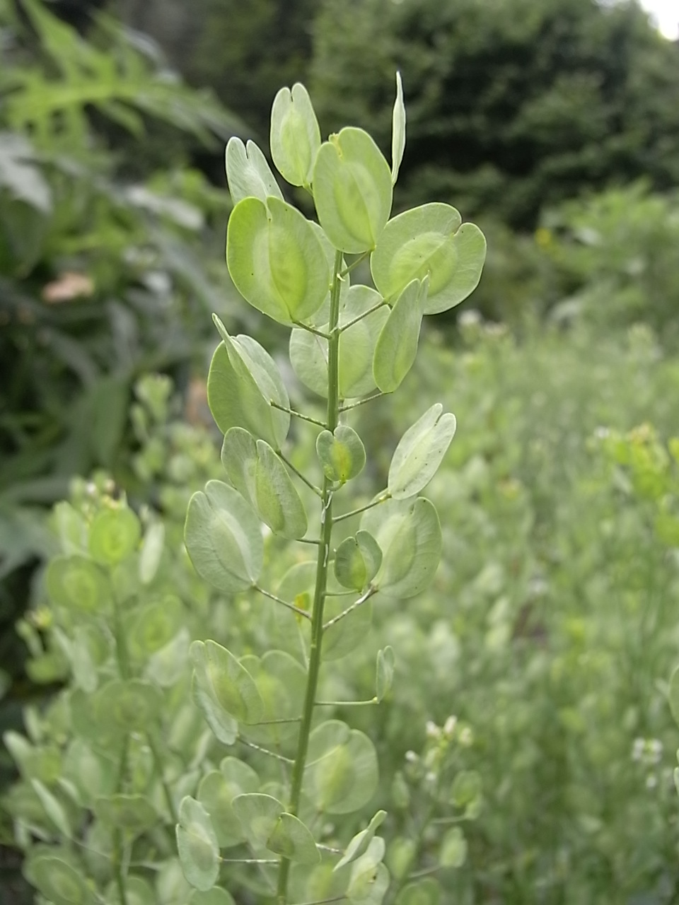 Mauvaises Herbes