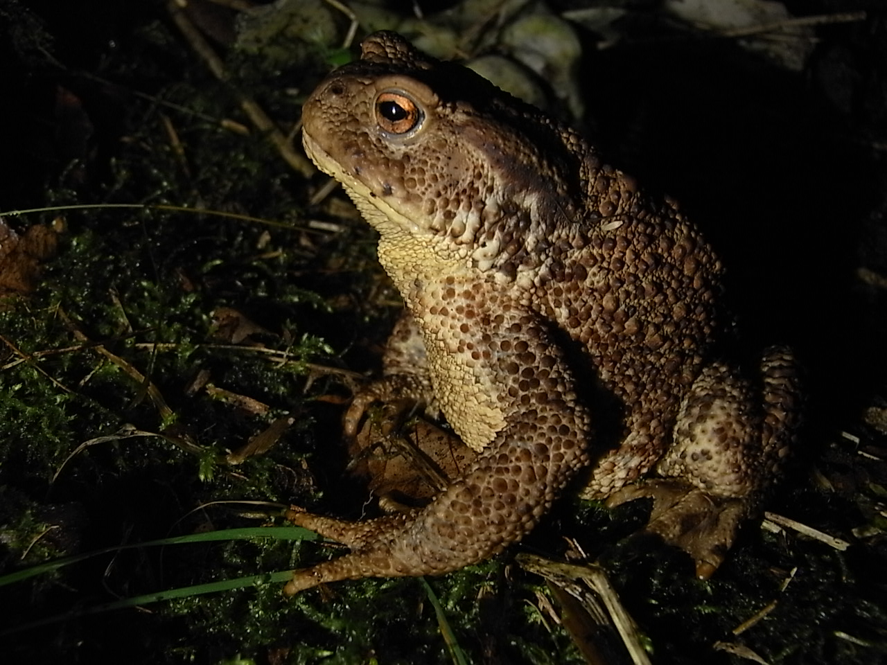 rencontres nocturnes