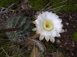 cactus en flor