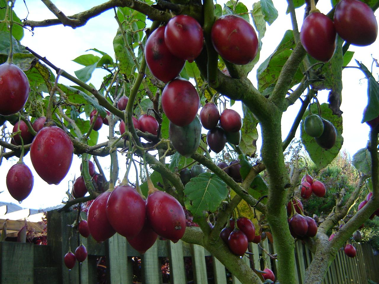 [Tamarillos.JPG]