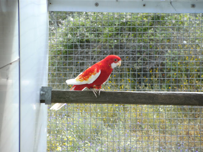 Rosella Rubino