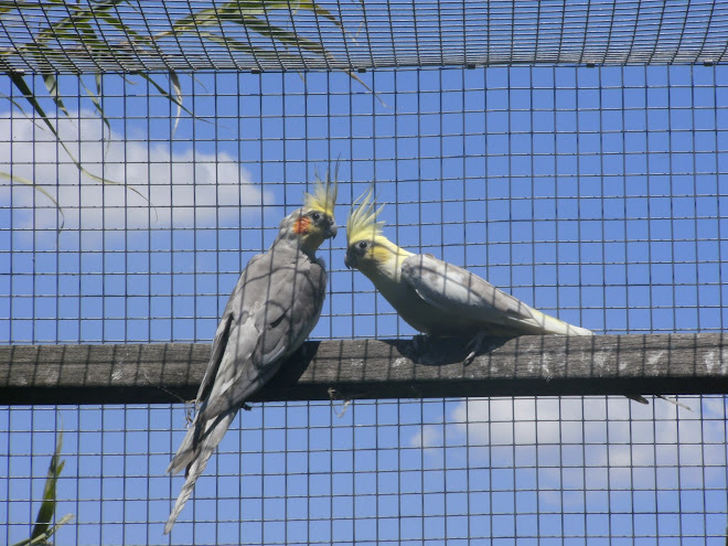 Catura mutação Bochecha Amarelo