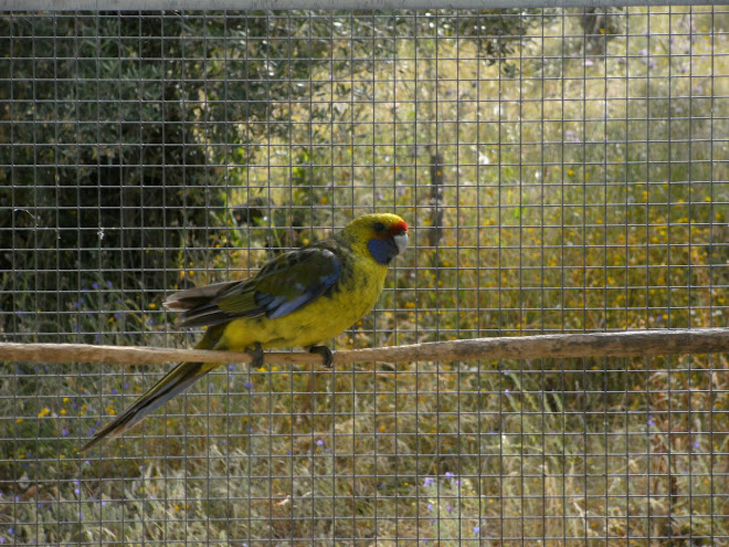 Rosella Caledonian