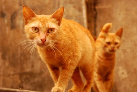 darkroom iki sari kedi