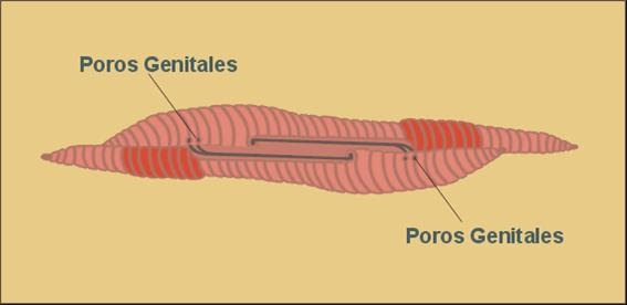 LOMBRICULTURA: SISTEMA REPRODUCTOR