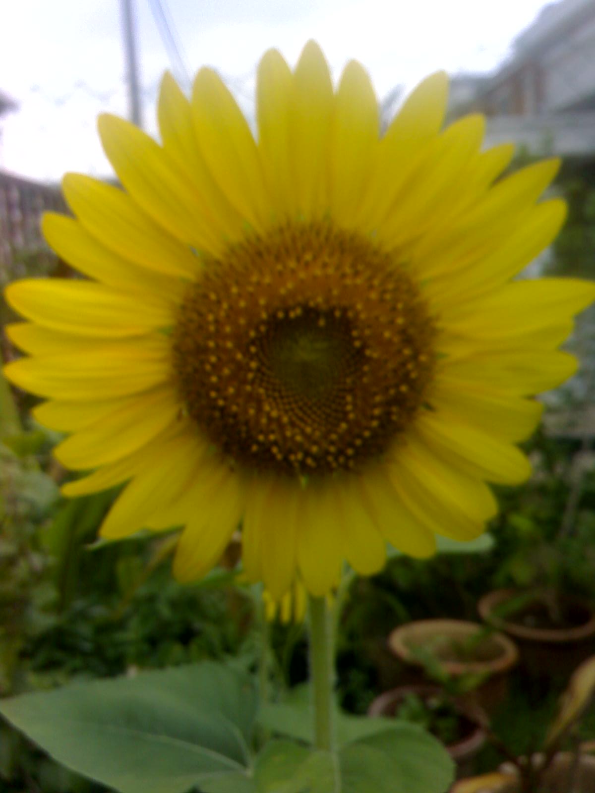 Flowers of Malaysia Sunflowers