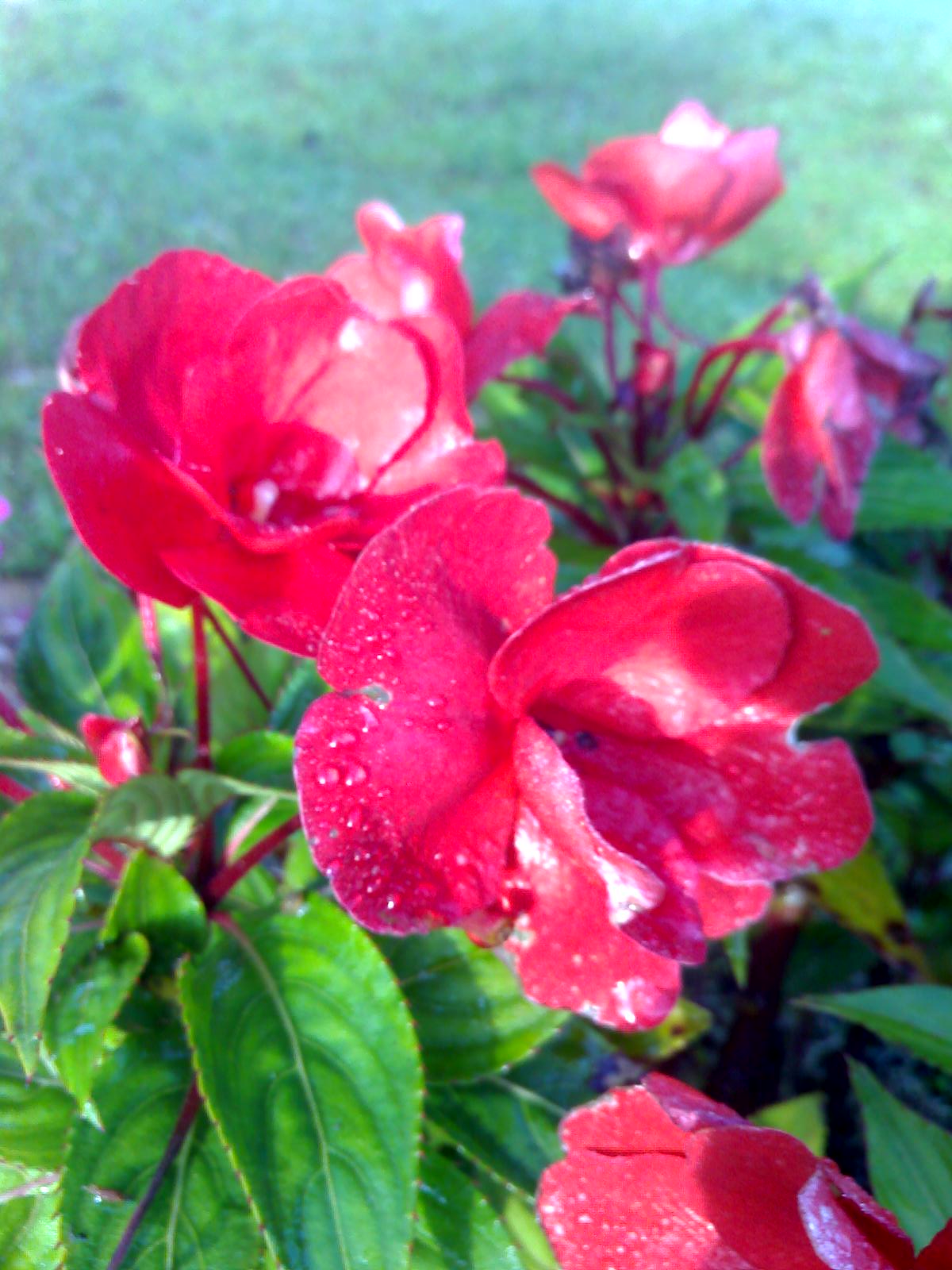 Flowers of Malaysia: Balsam