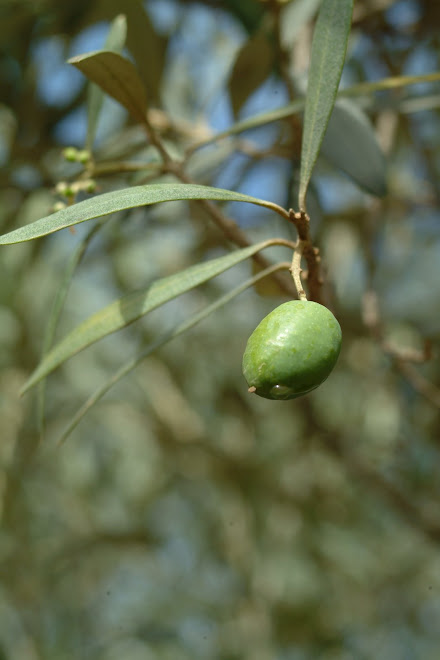 Aceituna