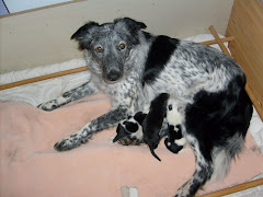 Vale with her pups