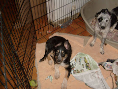 Vale's puppies - 3 months old