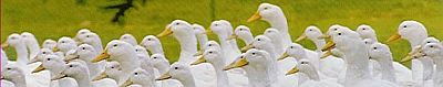 Image Result For Kluun Image Result For Kluun