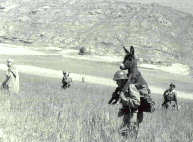 Image result for soldier carrying donkey