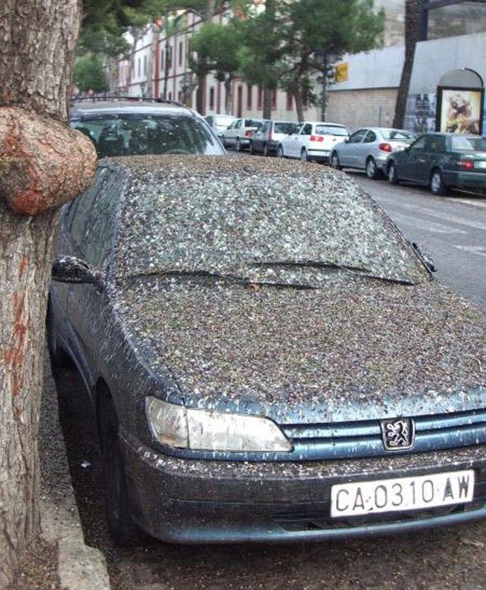 [Pigeon+car.jpg]