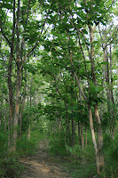 Jungle Trail
