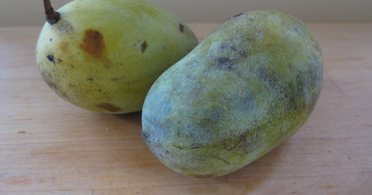 Ithaca's Food Web The Pawpaw A fruit native to New York