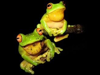 [FrogBlog.bmp]