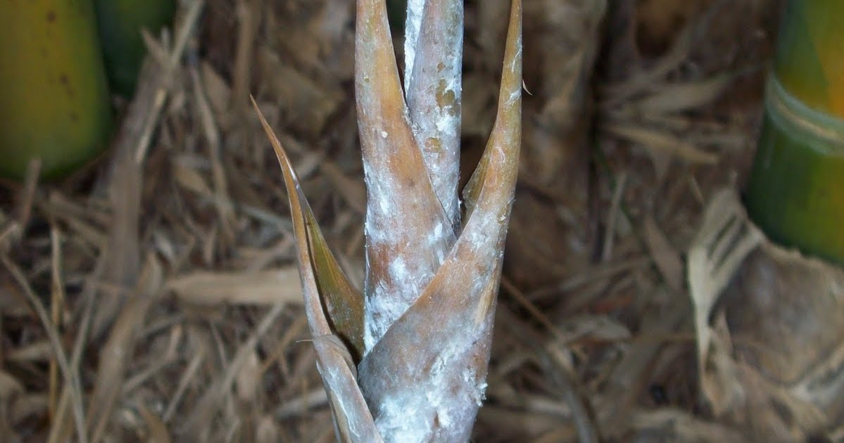 Beautiful Bamboo What kind of bugs are on my bamboo?
