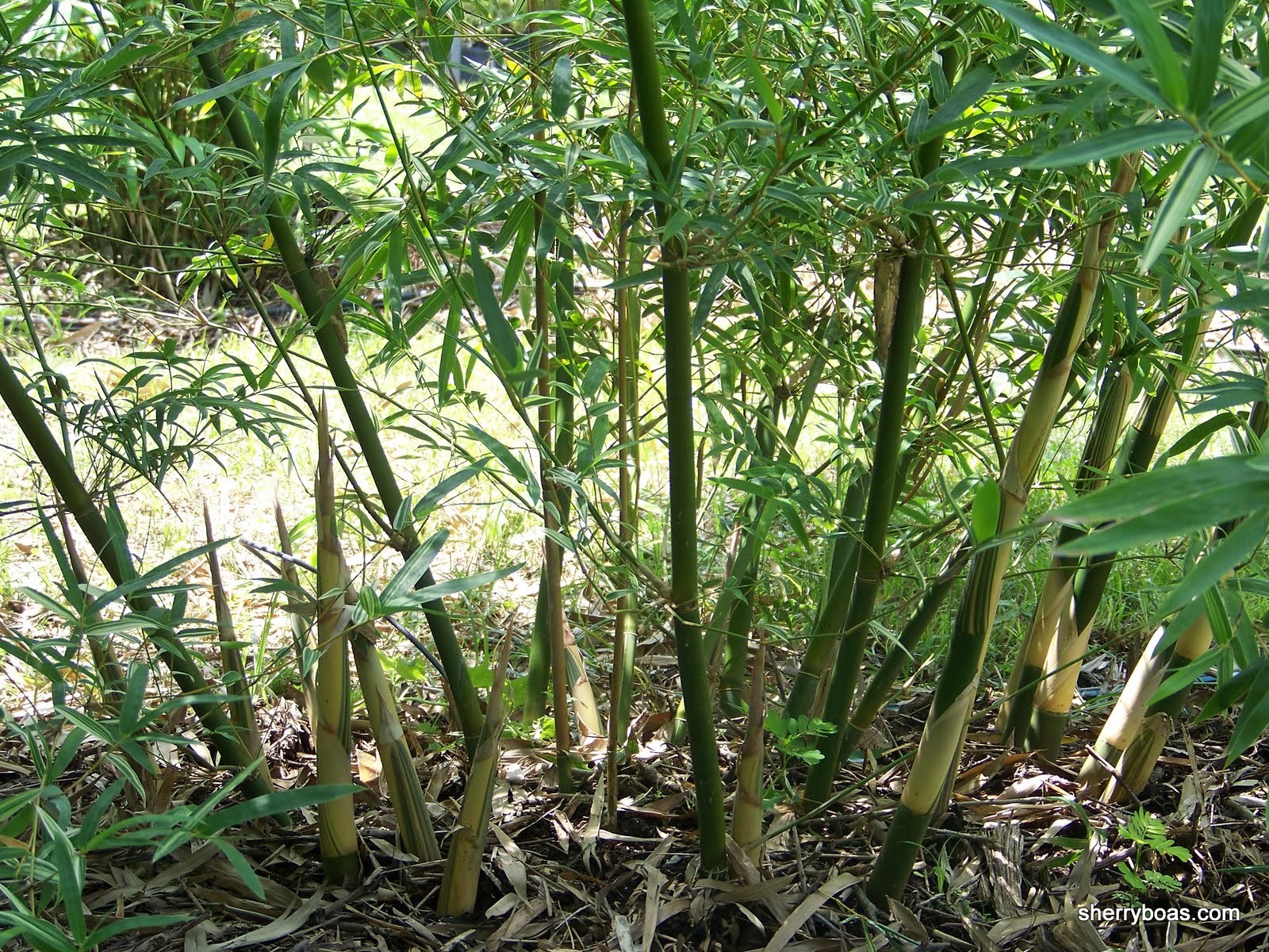 Bambusa multiplex Silverstripe Green Hedge Clumping Bamboo Bamboo