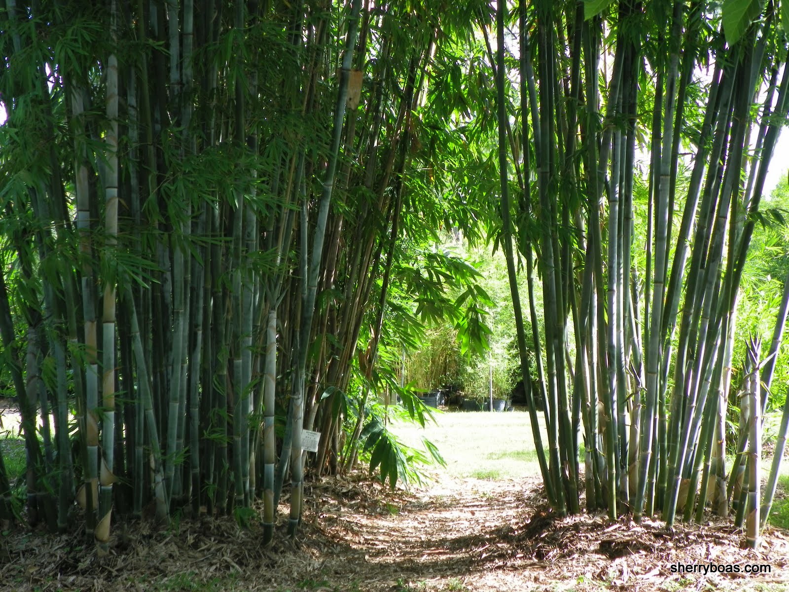 Blue Timber Bamboo A most beautiful clumper Bamboo from Florida for