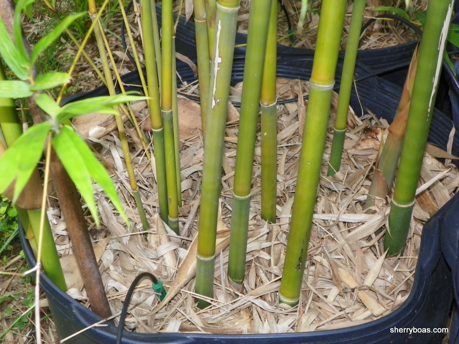 Bamboo in large containers Bamboo from Florida for Privacy & Beauty
