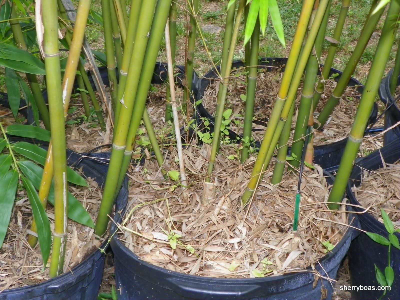 Beautiful Bamboo Bamboo in large containers