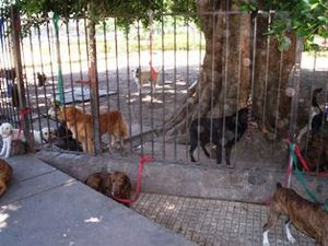 DUEÑOS DE PERROS FELICES SON PASEADOS  3 - 4 - 5 VECES X DÍA X SUS DUEÑOS SANOS CON CIRCULACIÓN