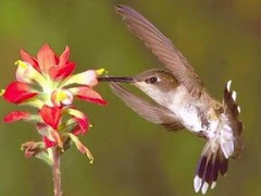 Colibri