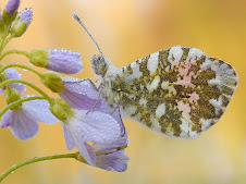 INSECTO EN FLOR - NATURALEZA