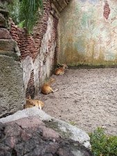 CIERVOS -  ANIMAL KINGDOM - ORIENTE