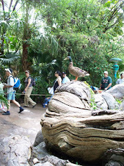 PATO ANIMAL KINGDOM 1