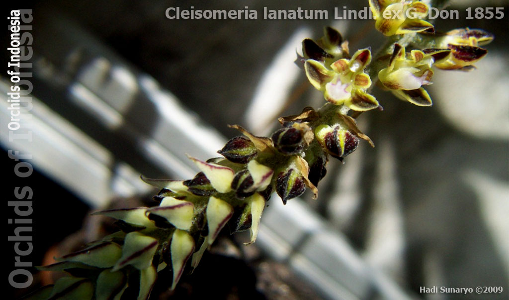[Cleisomeria+lanatum+Lindl.+ex+G.+Don+1855+06.jpg]
