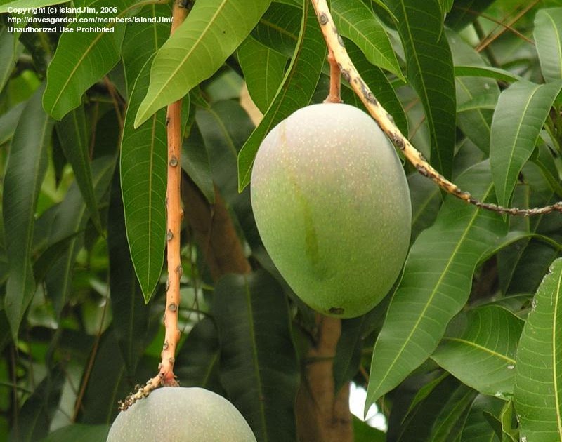 Pharmacognosy Mangifera indica