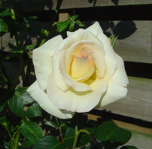 Vita rosor i min trädgård